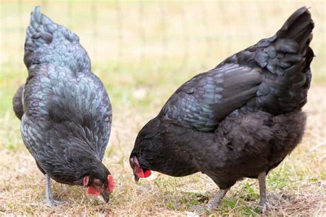 The Black Australorp: Australia’s World Record Egg Layer » Heritage Acres Market LLC