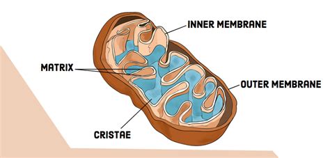 Compare and Contrast: Chloroplasts and Mitochondria | Owlcation