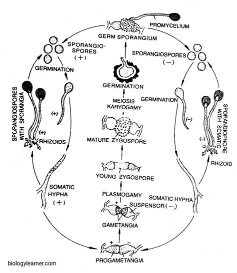 Rhizopus: Occurrence, Structure, Reproduction, Pathogenesis