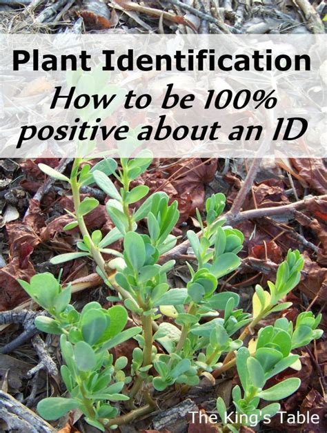 Plant Identification – How to be 100% positive about an ID | Medicinal plants, Plant ...
