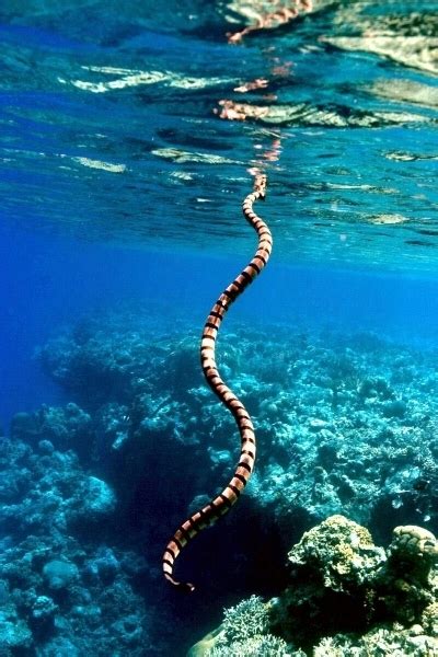 Belcher’s Sea Snake – "OCEAN TREASURES" Memorial Library