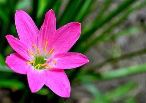 Flower Homes: Zephyranthes Rosea Flowers