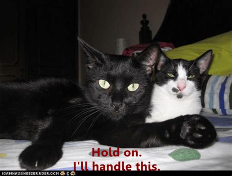 Hold on. - Lolcats - lol | cat memes | funny cats | funny cat pictures ...