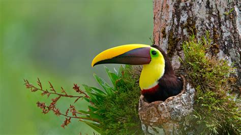 Toucan Beak Bird 4K 5K HD Birds Wallpapers | HD Wallpapers | ID #52081