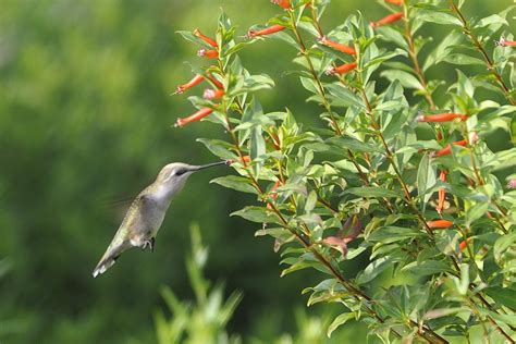 Hummingbird Nectar Sources for Fall