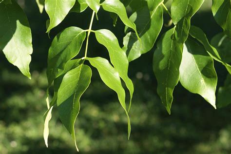 13 Species of Ash Trees