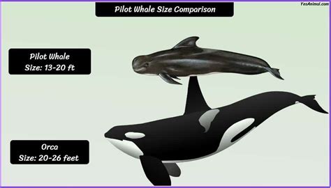 Pilot Whale Size: How Big Are They Compared To Others?