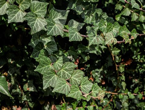 Persian Ivy Guide: How to Grow & Care for “Hedera Colchica”