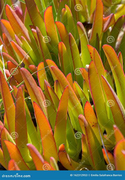 Plant Cat`s Claw or Corpobrotus Edulis Stock Image - Image of leaf ...