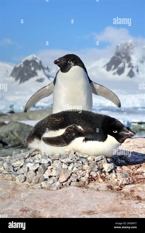 Adélie penguin breeding colony in Antarctica Stock Photo - Alamy