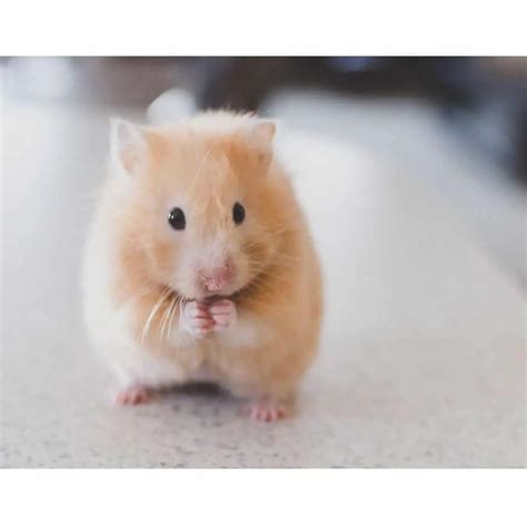 Do Syrian Hamsters Have Long Tails? Length, Balance, And More!