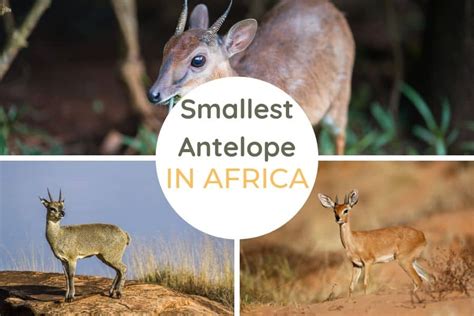 Top 12 Smallest Antelope Species in Africa - Africa Freak