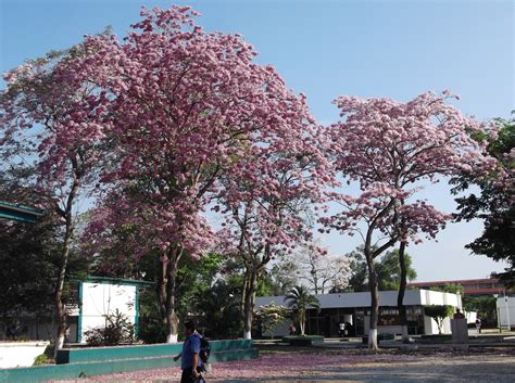 Tabebuia rosea Images - Useful Tropical Plants