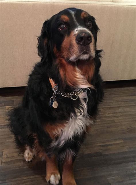 ADOPTED - Grizzly - Bernese Mountain Dog Golden Retriever Mix Dog London Ontario