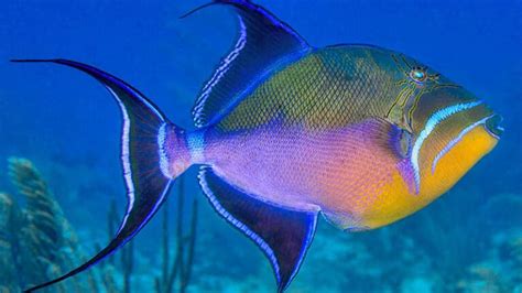 Triggerfish Teeth and Other Interesting Facts about These Animals