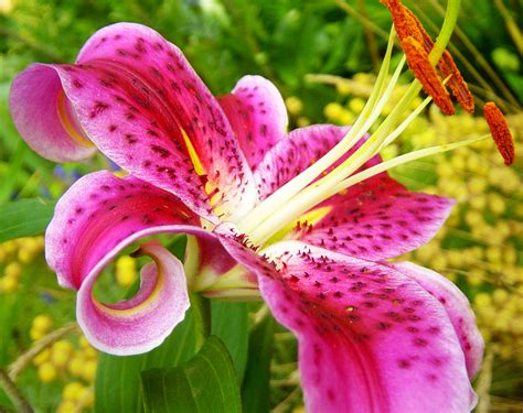 Lilium Flowers: Lilium Flower Gallery 1