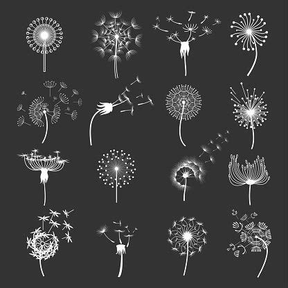 Dandelion flower set. Fluffy white puffball windblowing, spreading its ...