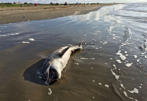 Scientists link dolphin deaths in Gulf to 2010 BP spill - Chicago Tribune