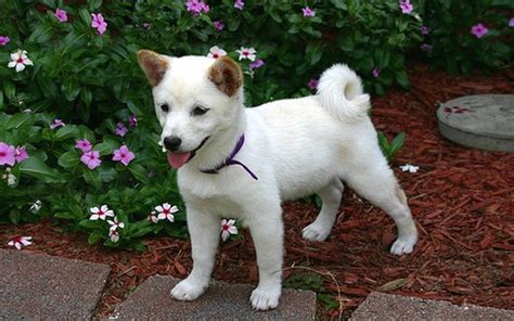 white Shiba Inu puppy.jpg