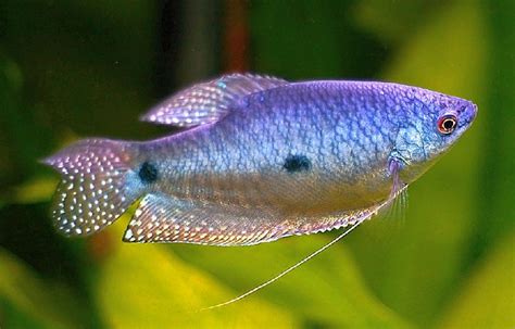 Three Spot Gourami (Trichopodus trichopterus) | Tropical Fish Keeping