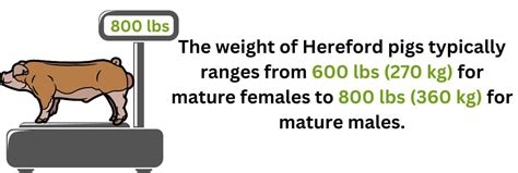 Hereford Pigs: Thriving in High-Quality Meat, Fast Growth Rate, and ...