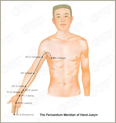 The Pericardium Meridian of Hand-JueYin (PC) | TCM | Pinterest