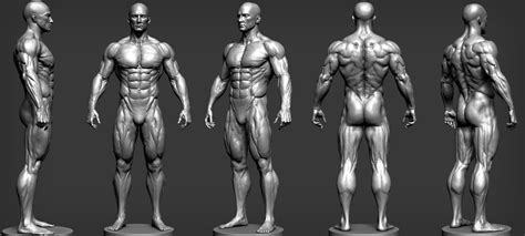 Anatomy visual body 3d model - gasmpond