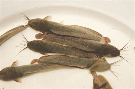 Conservation urged to save native catfish