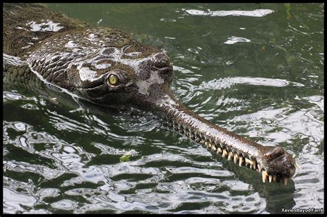 Gharial (Gavialis gangeticus) | Animals, Photo, video, Reptiles