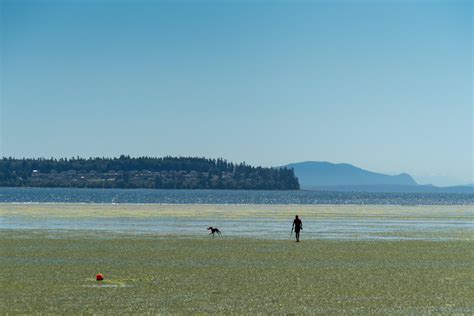 Our Comprehensive Guide To Birch Bay State Park In 2022 - Hiking Washington