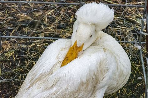 Duck Free Stock Photo - Public Domain Pictures