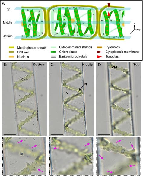 Spirogyra Conjugation Under Microscope