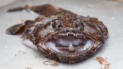 Deep Sea Anglerfish: Fun Facts, Habitat, Behavior, Light Lure