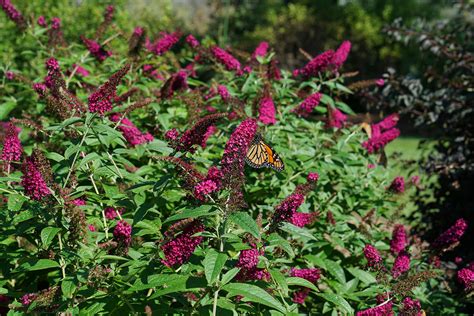 'Miss Molly' Butterfly Bush | ButterflyBushes.com