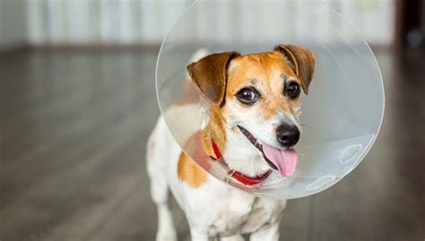 Benefits of Dog Spaying & Neutering - Animal Medical Centre North