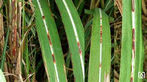 diseases of sugarcane