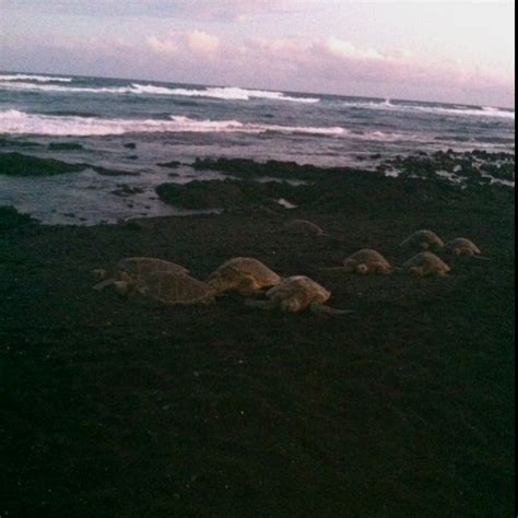 Sea turtles on Punalu'u black sand beach