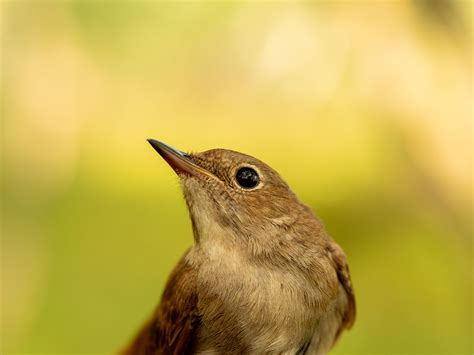 Nightingale Bird Facts | Luscinia Megarhynchos