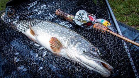 Pike Fishing: The FD Guide to Fishing for Northern Pike (Esox lucius)