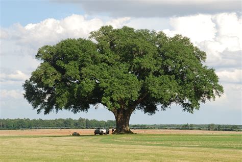 Live Oak Characteristics