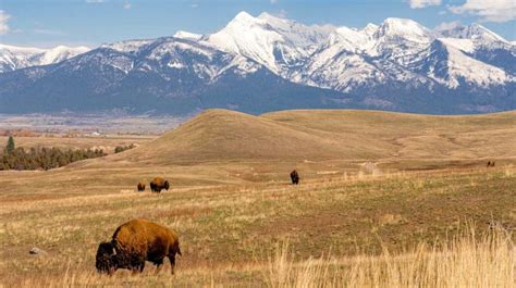 The National Bison Range: Montana’s Other “Crown Jewel”