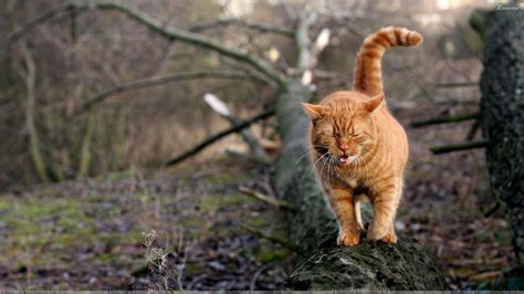 Angry Cat Wallpapers - Top Free Angry Cat Backgrounds - WallpaperAccess