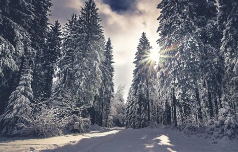 Winter Forest Desktop Wallpapers - Top Free Winter Forest Desktop ...