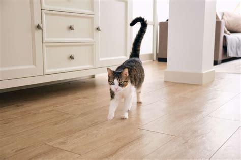 What Do Cat Tail Movements Mean? A Quick Guide To Feline Behavior