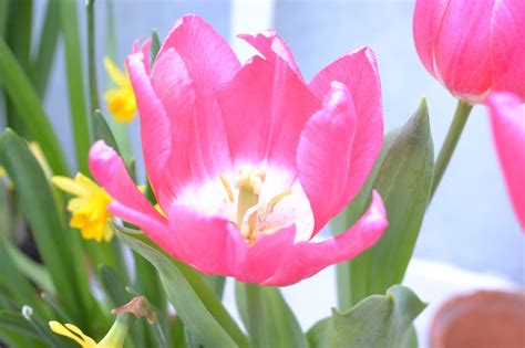 My Painted Garden: Painting Pink Tulips