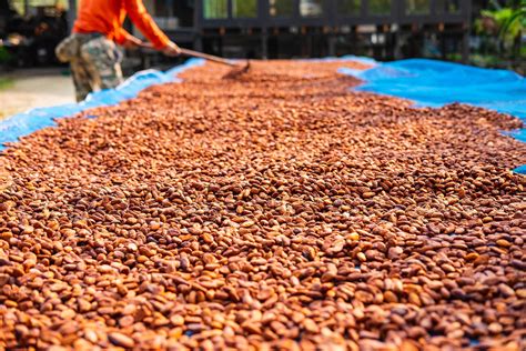 Organic cocoa beans drying 2264775 Stock Photo at Vecteezy