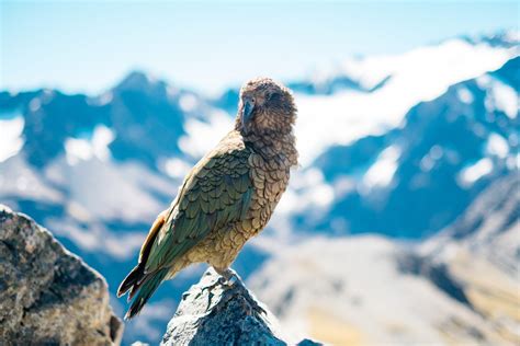 Tune!FM |Meet the 'Hercules parrot' from prehistoric New Zealand – the biggest ever discovered ...