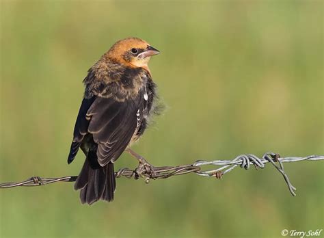 Yellow-headed Blackbird - South Dakota Birds and Birding