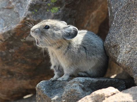 20 Amazing Wildlife Photos in Yellowstone National Park | Birds and Blooms