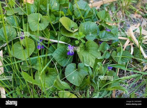 Viola odorata, Wood Violet Flower Stock Photo - Alamy